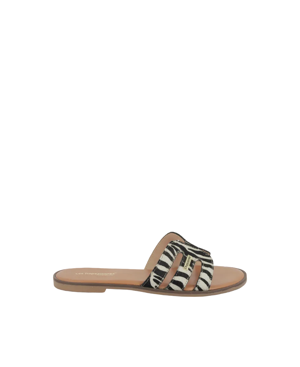 Hamigapo Mules - Zebra